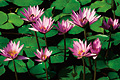 Pink Water Lilies